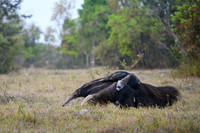 Giant Anteater