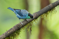 Black-capped Tanager