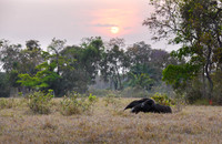 Giant Anteater