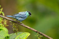 Black-capped Tanager