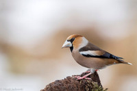 Hawfinch / Grubodziób
