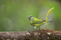 Black-capped Tanager