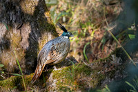 Koklass pheasant