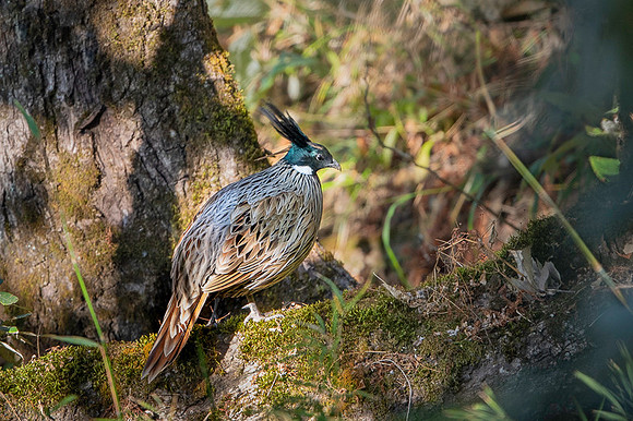 Koklass pheasant