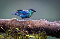 Black-capped Tanager
