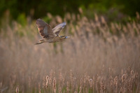 Eurasian Bittern / Bąk