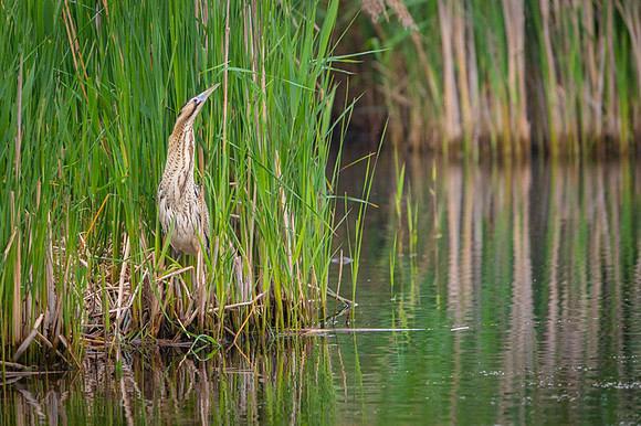 Eurasian Bittern / Bąk
