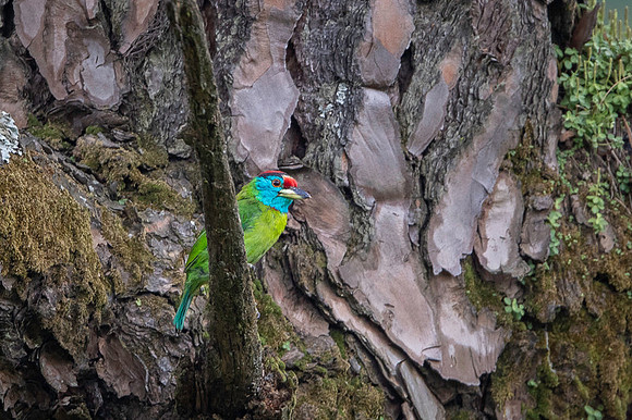 Blue thorated barbet