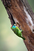 Blue thorated barbet
