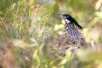 Koklass pheasant