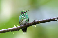 Many-spotted Hummingbird
