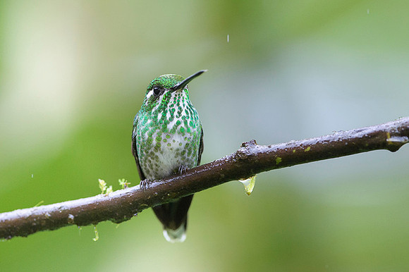 Many-spotted Hummingbird