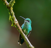 Many-spotted Hummingbird