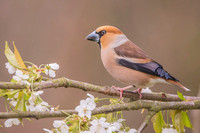 Hawfinch / Grubodziób