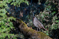 Koklass pheasant