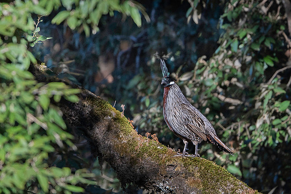 Koklass pheasant