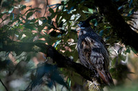 Koklass pheasant