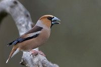 Hawfinch / Grubodziób