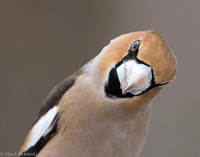 Hawfinch / Grubodziób
