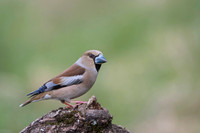 Hawfinch / Grubodziób
