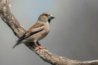 Hawfinch / Grubodziób