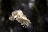 Himalayan griffon vulture