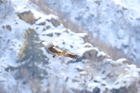 Himalayan griffon vulture