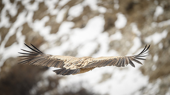Himalayan griffon vulture