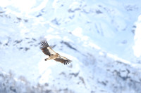 Himalayan griffon vulture