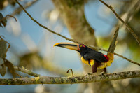 Collared Aracari