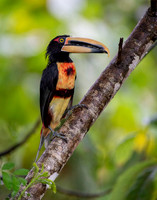 Collared Aracari