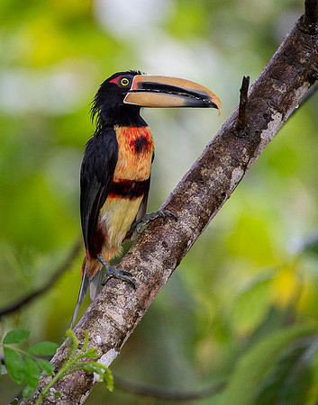 Collared Aracari
