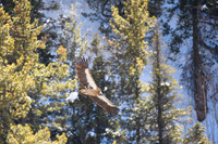 Himalayan griffon vulture