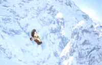 Himalayan griffon vulture
