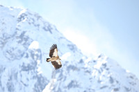 Himalayan griffon vulture