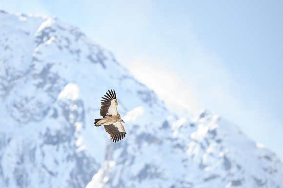 Himalayan griffon vulture
