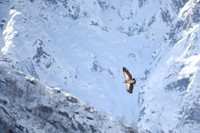 Himalayan griffon vulture