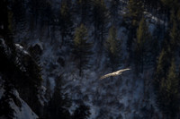 Himalayan griffon vulture