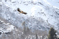 Himalayan griffon vulture