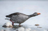 Greylag Goose / Gęgawa