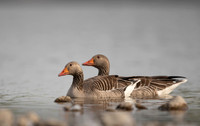 Greylag Goose / Gęgawa