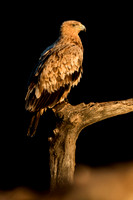 Spanish Imperial Eagle / Orzeł Iberyjski