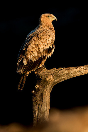 Spanish Imperial Eagle / Orzeł Iberyjski