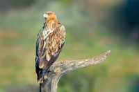 Spanish Imperial Eagle / Orzeł Iberyjski