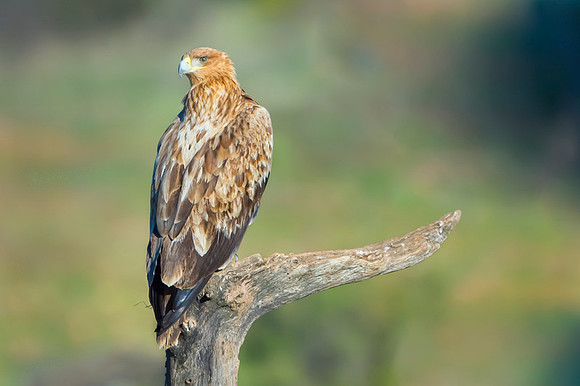 Spanish Imperial Eagle / Orzeł Iberyjski