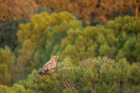 Spanish Imperial Eagle / Orzeł Iberyjski