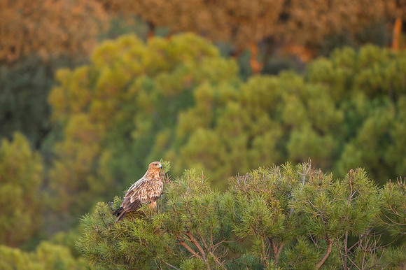 Spanish Imperial Eagle / Orzeł Iberyjski