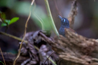 Chestnut-backed Antbird