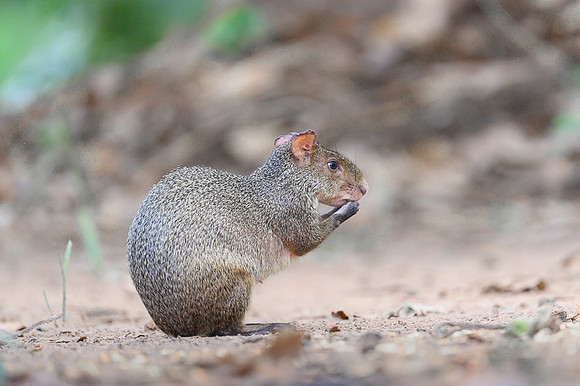 Azara's Agouti