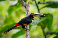 Collared Aracari